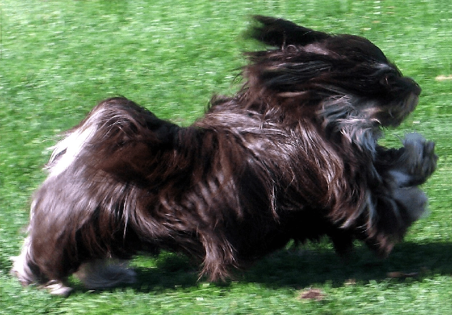Chocolate Havanese in Southern California