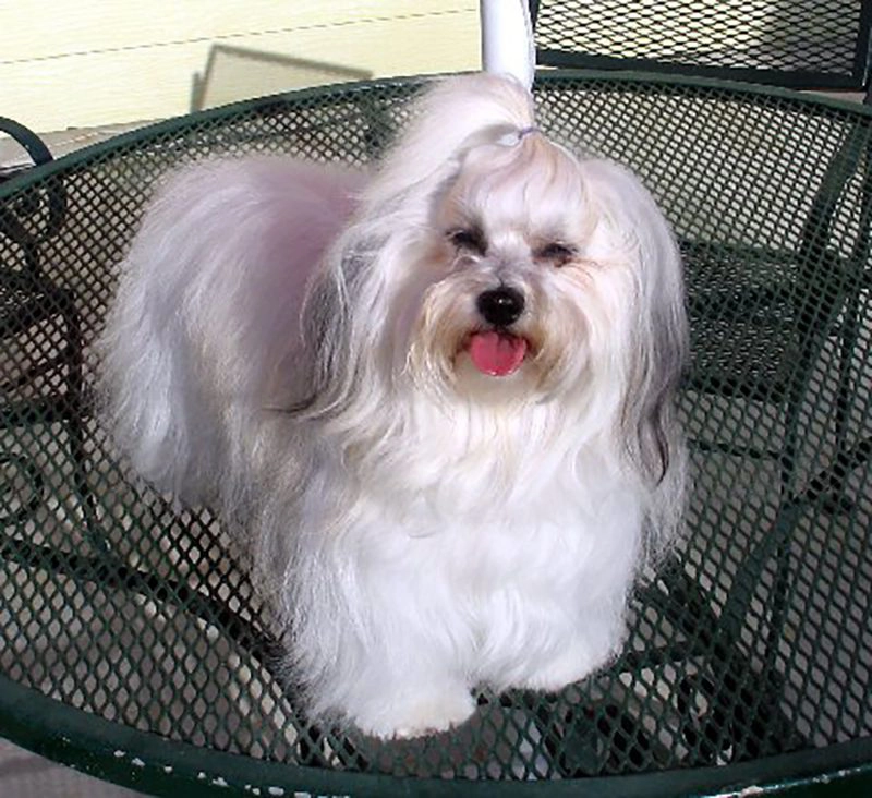 Tita - the most adorable, beautiful Hungarian Havanese (with pure Cuban bloodlines).