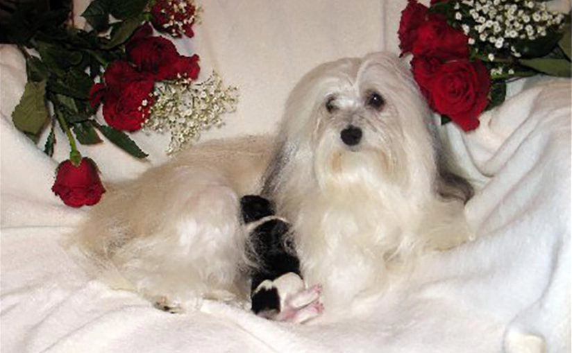 Tita - the most adorable, beautiful Hungarian Havanese (with pure Cuban bloodlines).