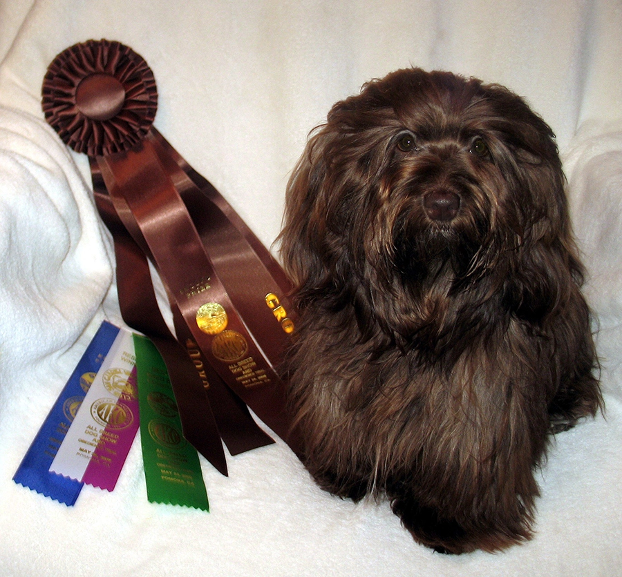 Chocolate Havanese in Southern California
