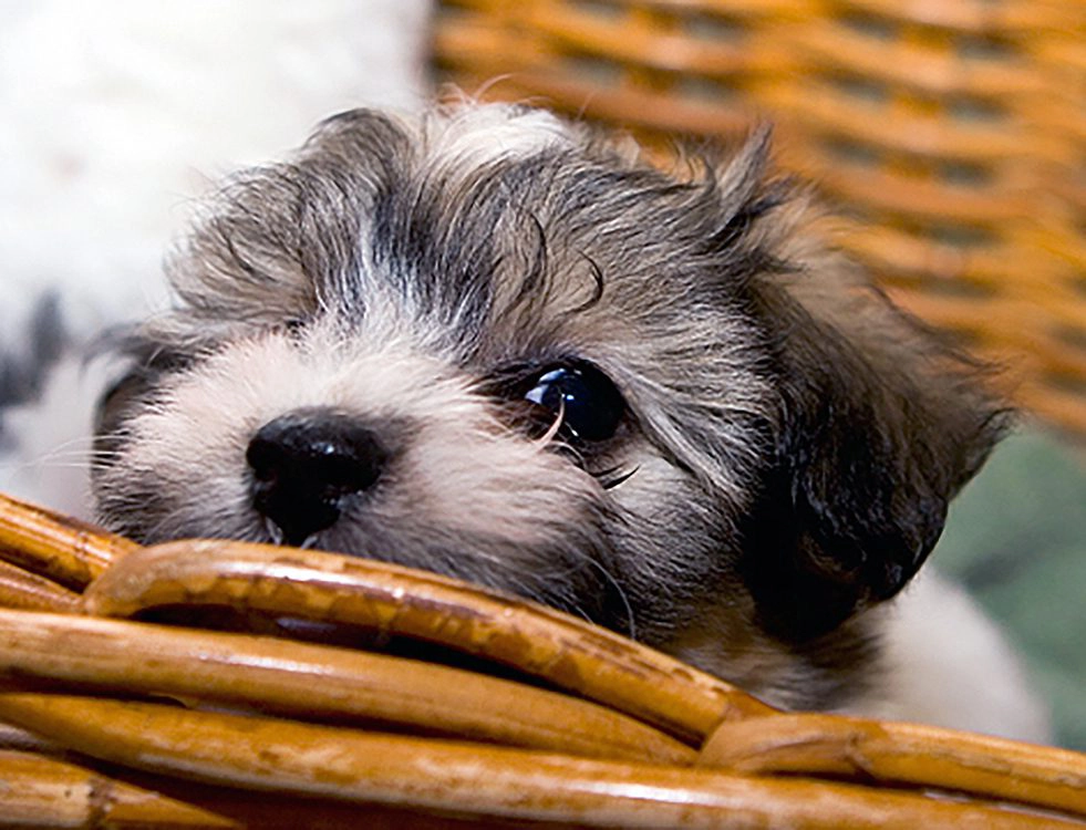 Havanese puppies for sale in Southern California and Arizona