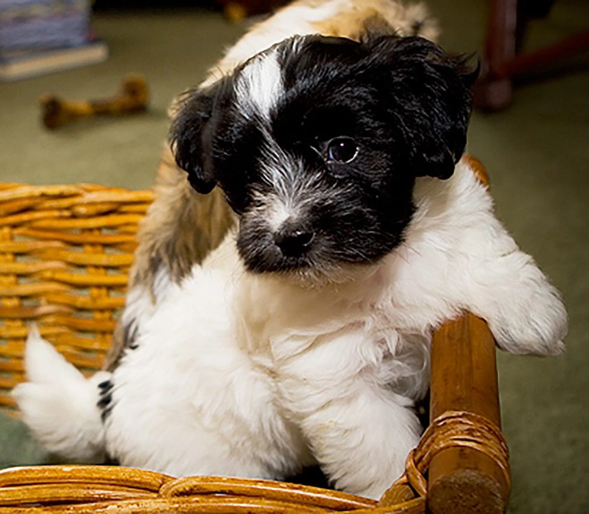 Havanese puppies for sale in Southern California and Arizona
