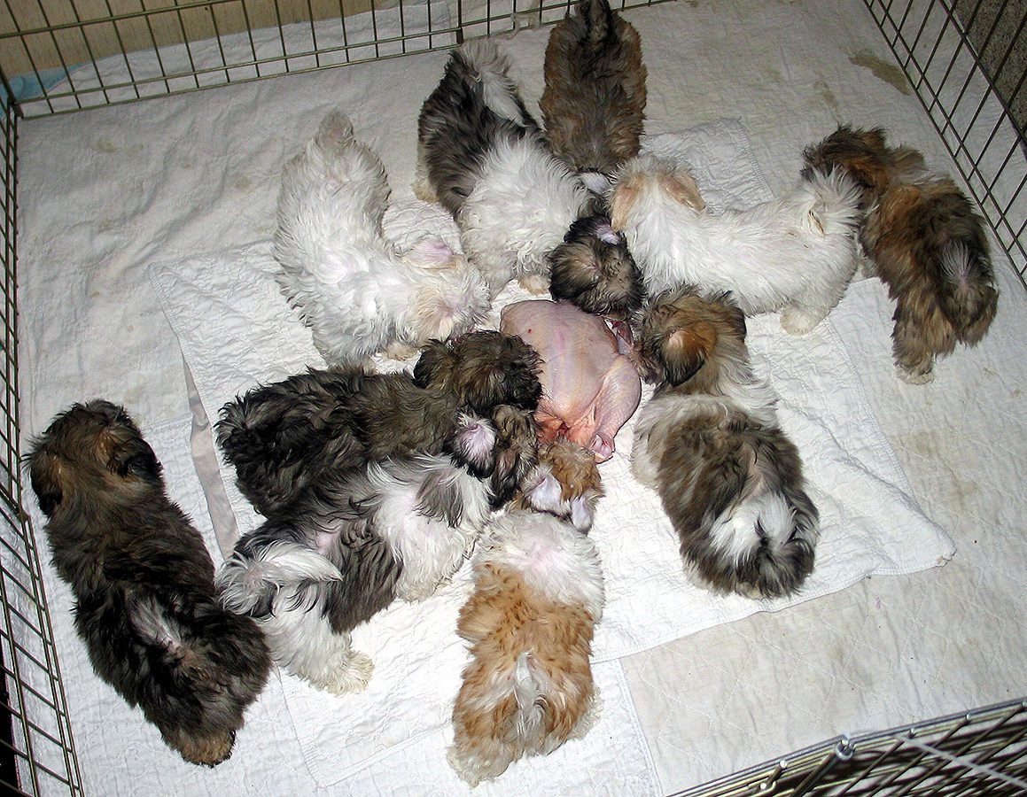 Naturally Reared Havanese puppies in Southern California