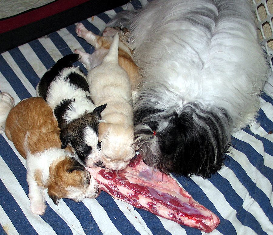 Naturally Reared Havanese puppies in Southern California
