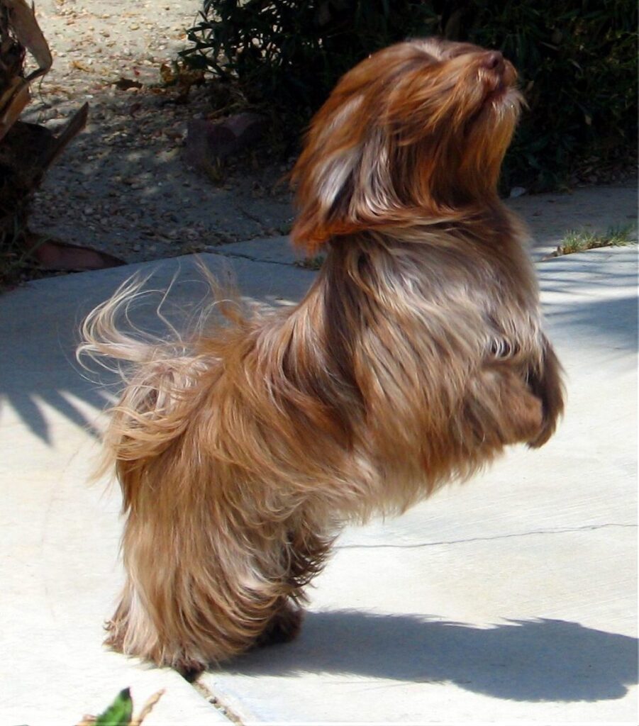 Red Chocolate Havanese in Southern California